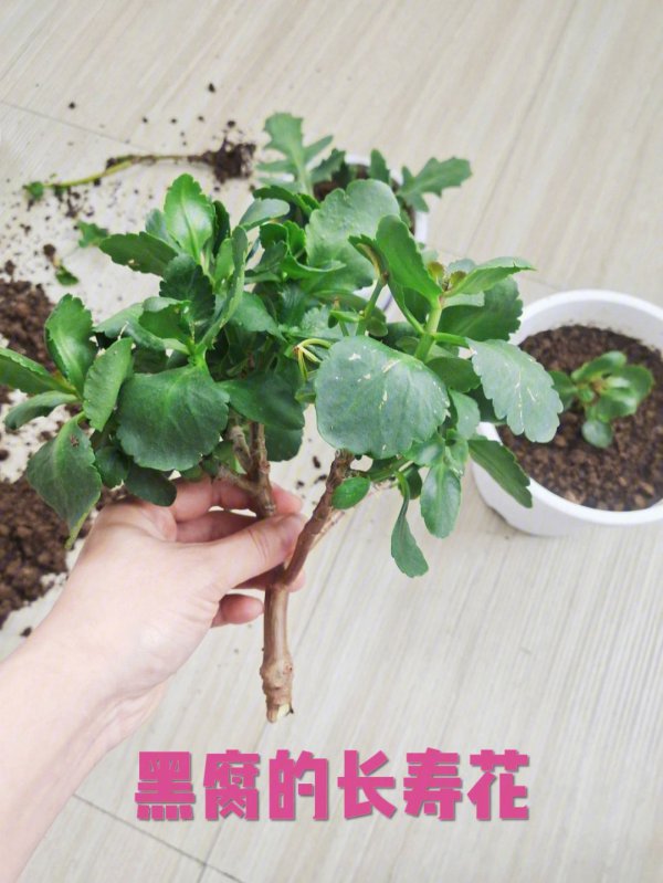 长寿花如何扦插繁殖好成活