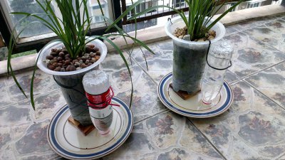 阳台兰花该怎么浇水 阳台兰花的适当浇水方法