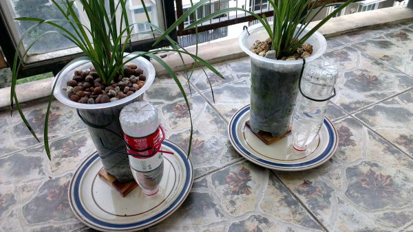 阳台兰花该怎么浇水