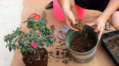 杜鹃花养护中如何增加土壤的酸性 如何提高杜鹃花土壤的酸度？