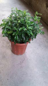 室内驱蚊子适合种植哪种植物 适合室内驱蚊的植物种类