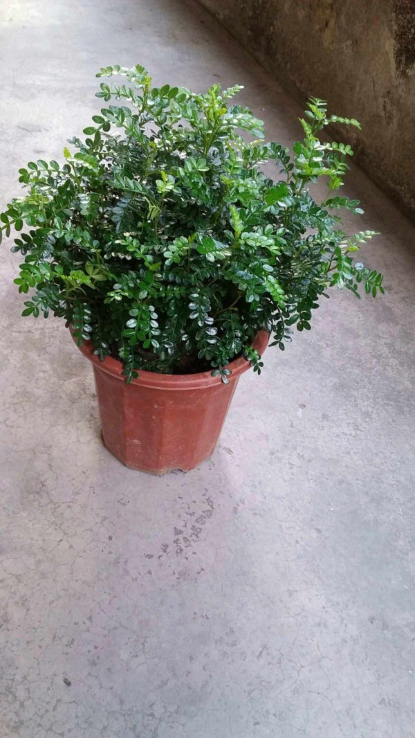 室内驱蚊子适合种植哪种植物