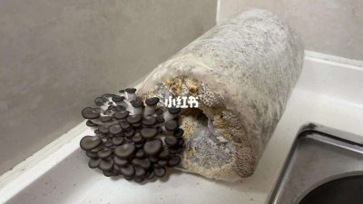 菌包怎么养 - 养以菌包的方法
- 如何种植以菌包