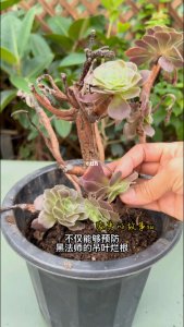 黑法师怎么修剪 如何修剪黑法师