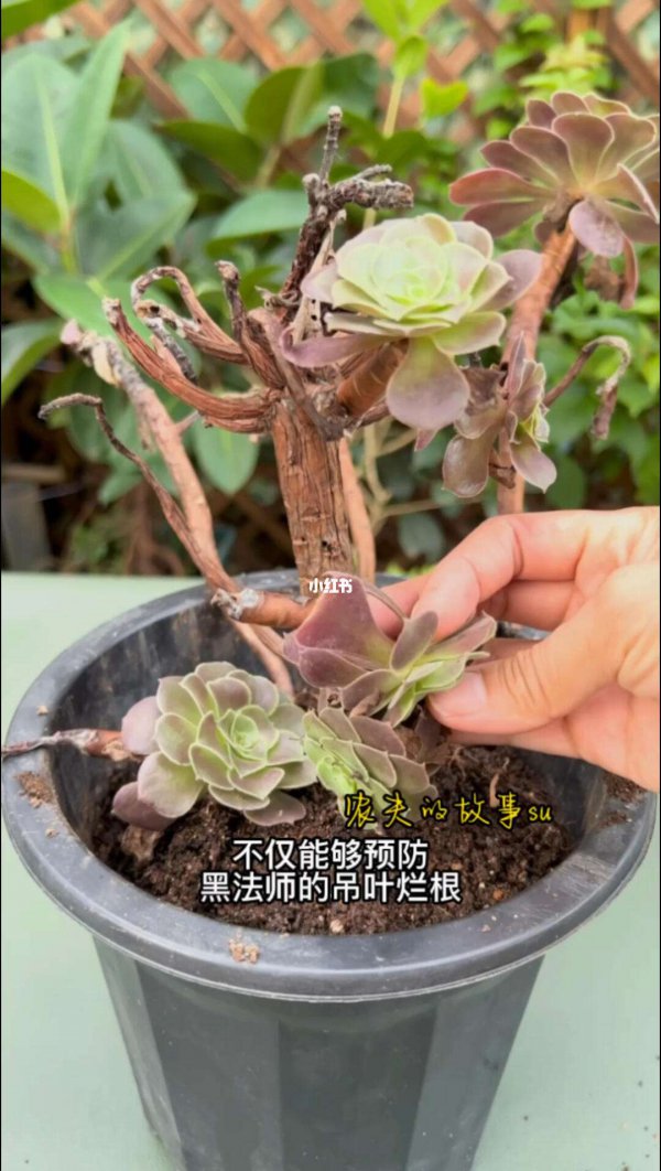 黑法师怎么修剪