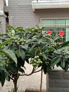枇杷树适合北方种植吗 北方地区适合种植枇杷树吗？