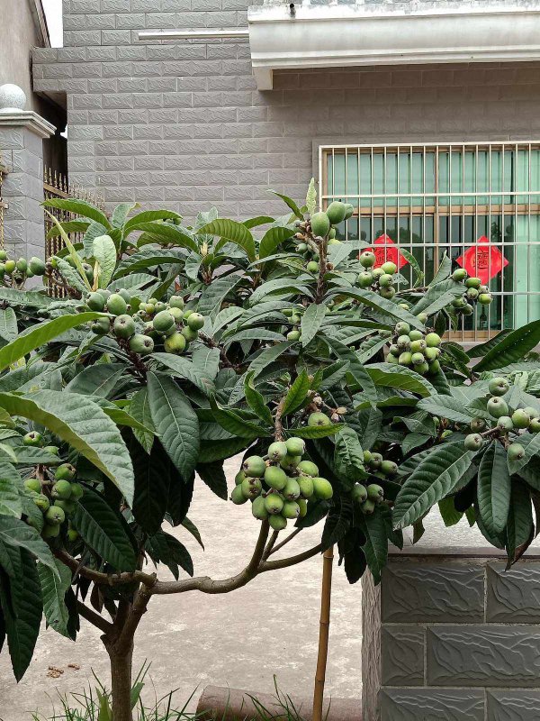 枇杷树适合北方种植吗