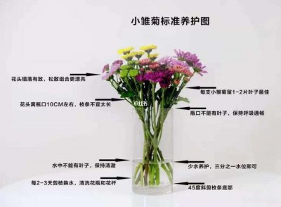 美人菊怎么养殖 如何养殖美人菊
种植美人菊的方法
