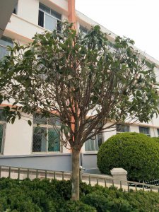 学?？梢灾质裁词?以学?？稍灾材男┦?学校适合种植什么树