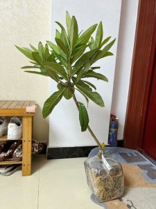家里阳台可种枇杷树吗 家里的阳台适合种植枇杷树吗？