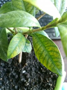 栀子花常见病害及治疗 栀子花病害及治疗常见问题