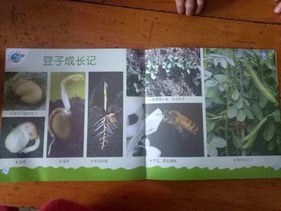 豆子什么时候播种 豆子何时播种、何时适合播种豆子