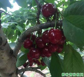 俄8大樱桃的授粉品种 俄罗斯8种樱桃的传粉种类