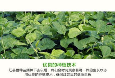 红腰豆种植时间和方法 种植红腰豆的时间和步骤