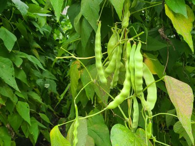 油豆角种植时间和方法 油豆角种植时间和种植技巧