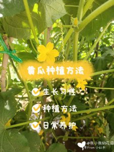 水果黄瓜种植时间和方法 种植水果黄瓜的最佳时间和技巧