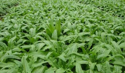 秋莴笋育苗种植时间和方法 秋季莴笋育苗栽培技巧