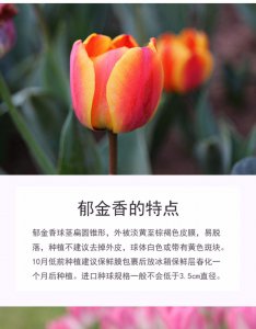 郁金香的品种名字 郁金香的多样花色