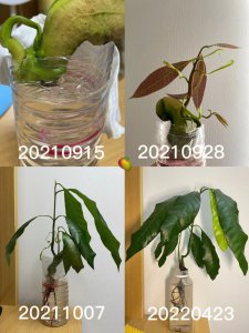 芒果水培方法 芒果水培技巧