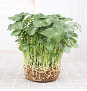 水培铜钱草怎么养比较茂盛 如何让水培铜钱草茁壮成长