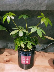 招财佛手怎么修剪 招财佛手修剪技巧