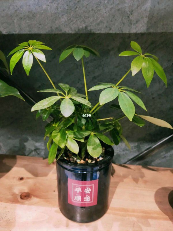 招财佛手怎么修剪