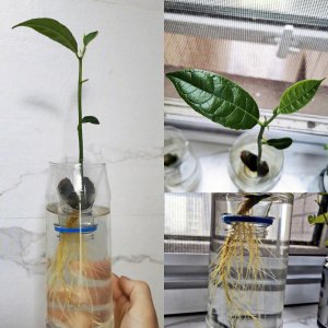 菠萝蜜的核水培教程 菠萝蜜种植的水培指南