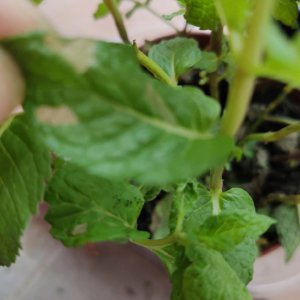 薄荷怎么养才能没虫子 如何防止薄荷受虫害