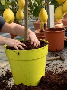 柠檬可以做肥料吗 柠檬可否作为肥料使用？