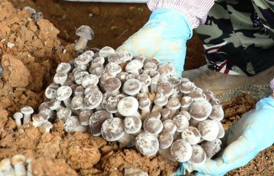 蘑菇棒可以做肥料吗 蘑菇棒可用作肥料吗？