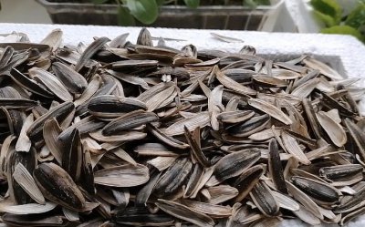 瓜子皮可以做肥料吗 瓜子皮可否作为肥料利用？