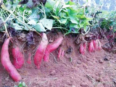 红薯可以做肥料吗 红薯可作为肥料使用吗？