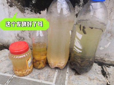 芒果皮可以做肥料吗 芒果皮可用作肥料吗？