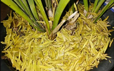 废茶叶可以做肥料吗 废弃茶叶可否用作肥料？