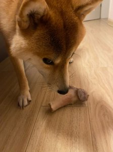 狗尿可以做肥料吗 狗尿适合做植物肥料吗？