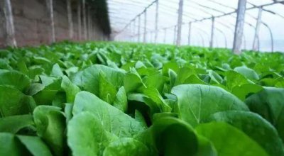 过期糖果可以做肥料吗 过期糖果能否用作肥料？