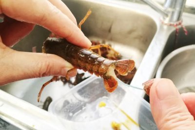 龙虾壳可以做肥料吗 龙虾壳可否作为肥料利用？