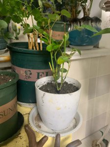 白芍花怎么分盆 分盆白芍花的方法

种植白芍花的盆分配