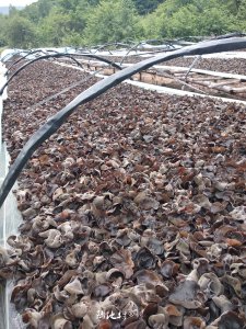木耳废料可以做肥料吗 木耳废料可否作为肥料利用？