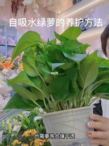 绿萝无土栽培方法 绿萝水培技巧