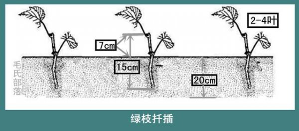 樱桃扦插生根最快方法