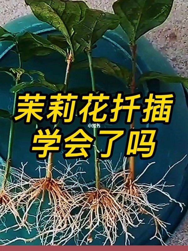 茉莉扦插生根最快方法