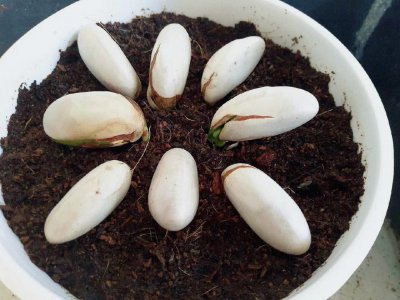 菠萝蜜怎么发芽快 菠萝蜜如何快速发芽
菠萝蜜发芽加速技巧