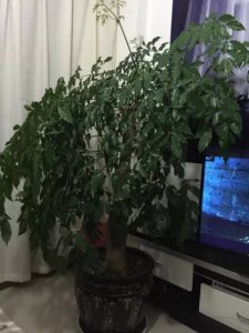 招财树冬天怎么养护 冬季如何养护招财树