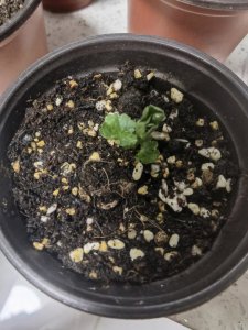 葡萄籽怎么发芽快 葡萄籽如何迅速发芽？