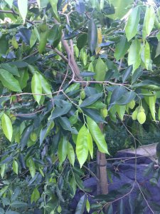 沉香树几年结果实 沉香树开花结果需要几年？