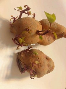 番薯怎么发芽快 如何快速让番薯发芽
促进番薯快速发芽