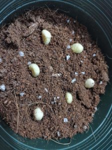 枇杷籽怎么发芽快 如何快速让枇杷籽发芽