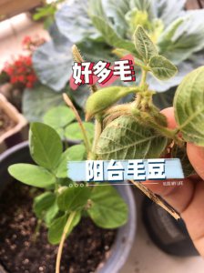 毛豆怎么发芽快 如何让毛豆快速发芽
毛豆发芽的小窍门