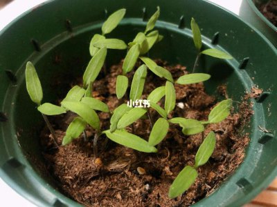 山楂籽怎么发芽快 如何让山楂籽快速发芽